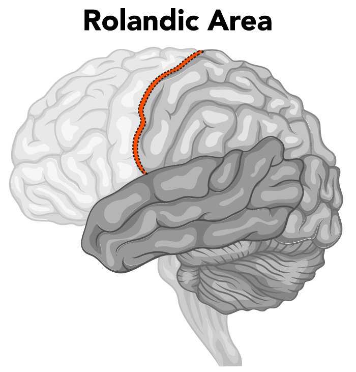 Rolandic Area of the Brain