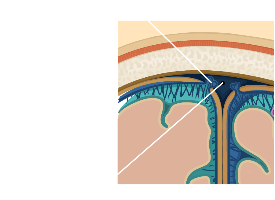 layers-of-the-meninges