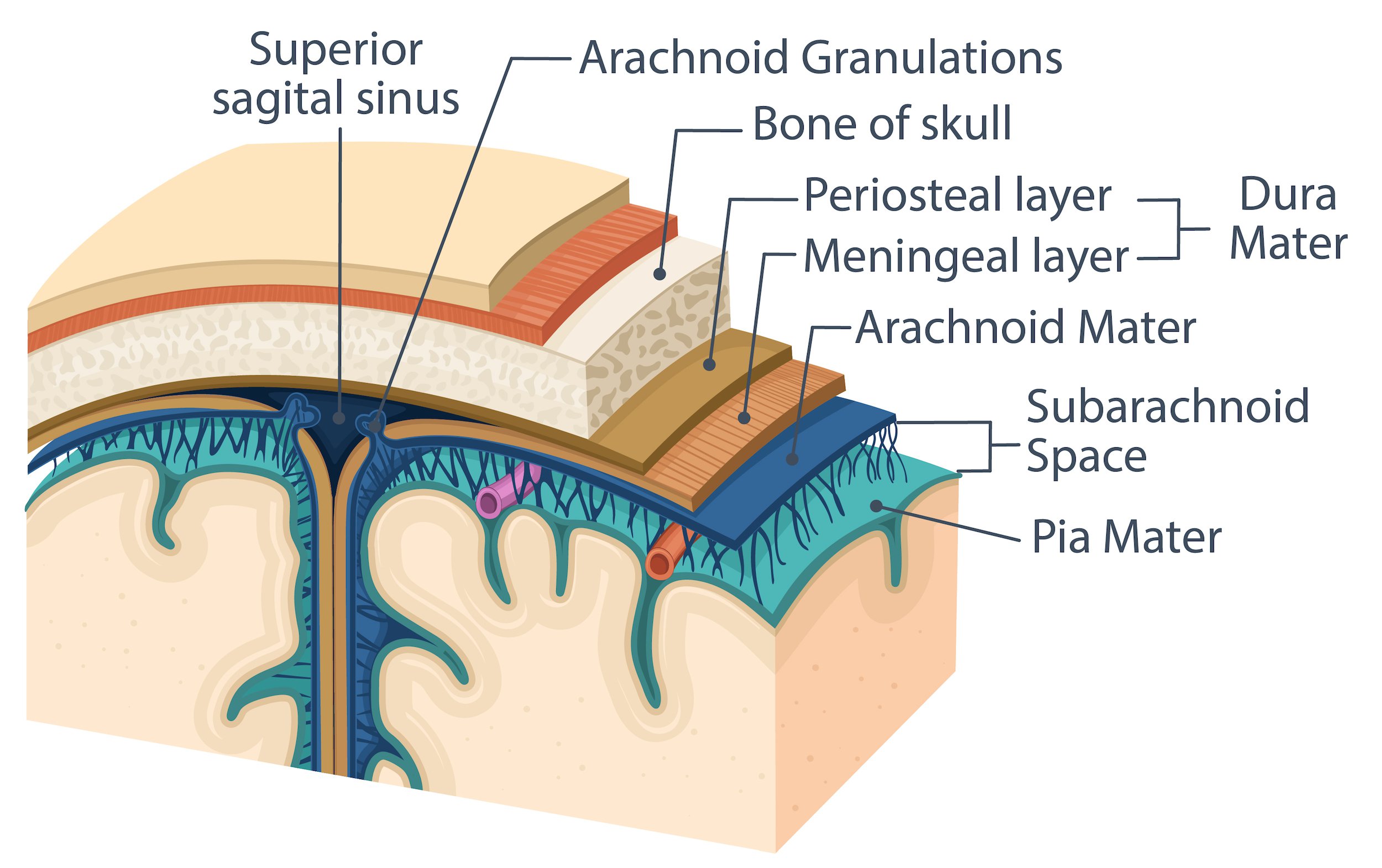 Layers of the Meninges