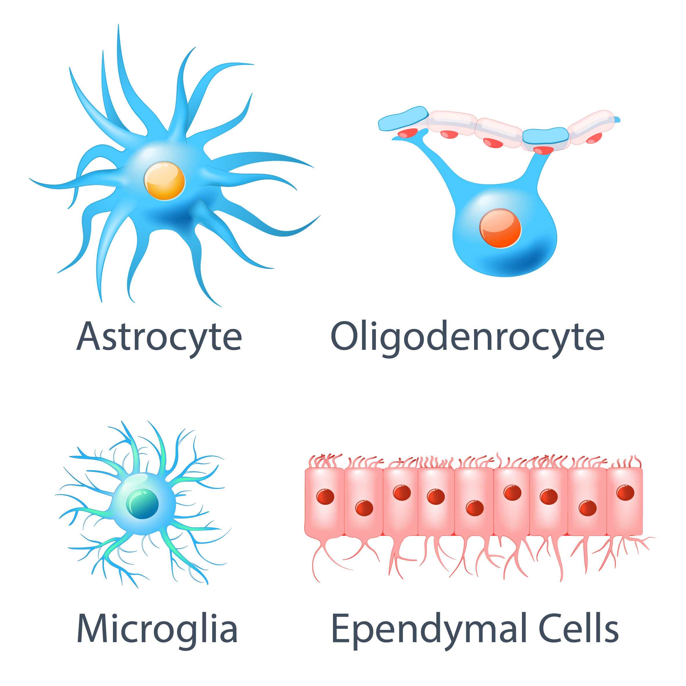 glioma-cells-central-nervous-system