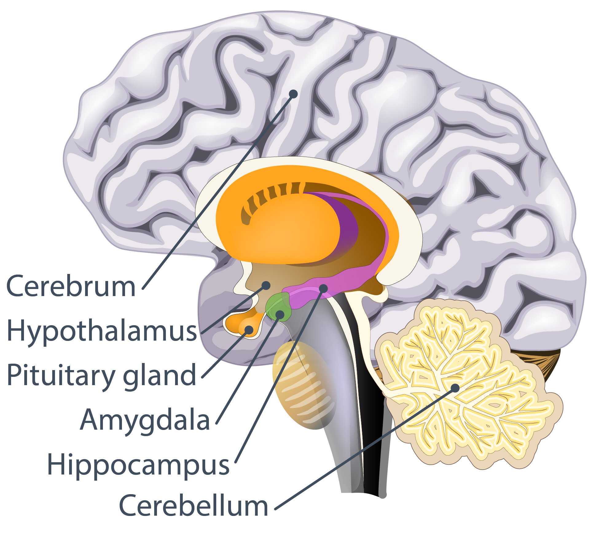 the-pituitary-gland