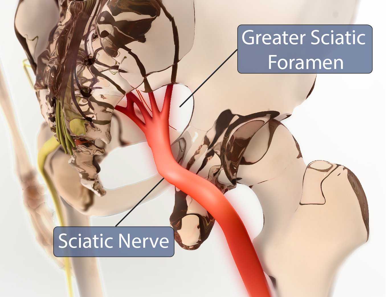 Greater Sciatic Foramen Sciatic Nerve