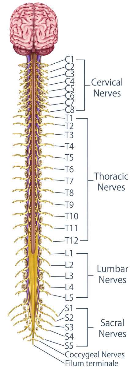 spinal nerve roots anatomy