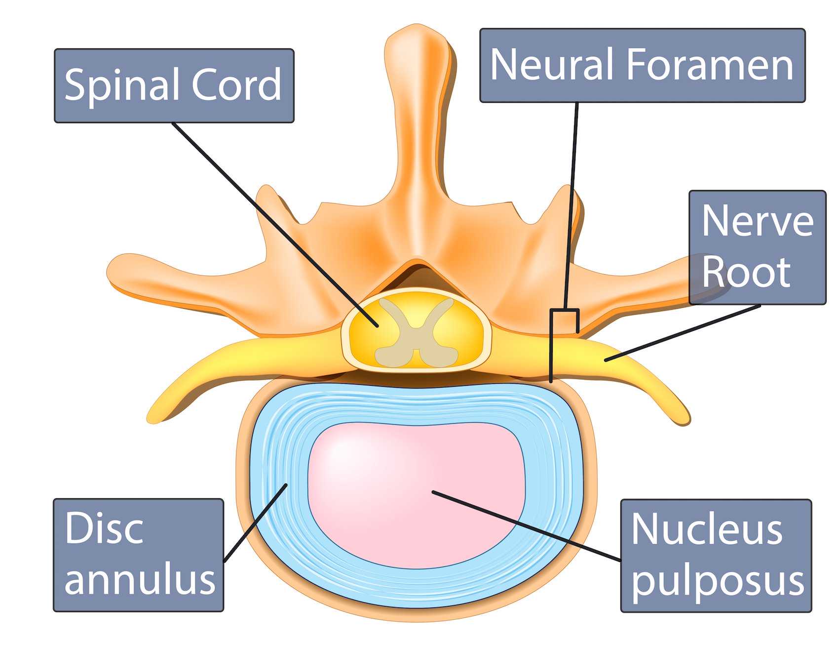 Anatomy of the Spine