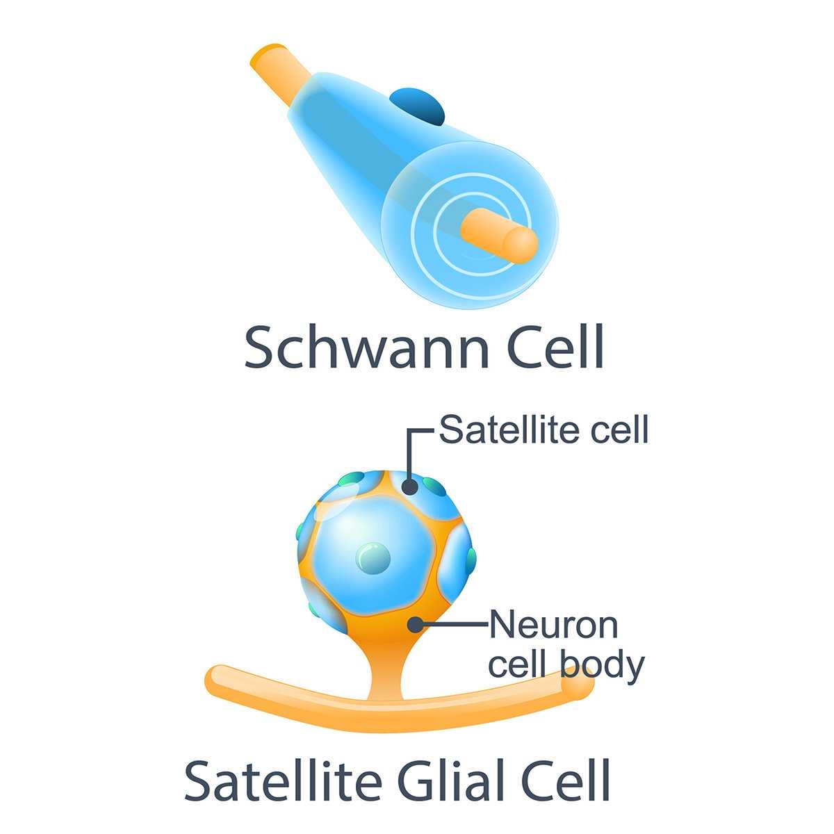 schwann-cells-satellite-cells