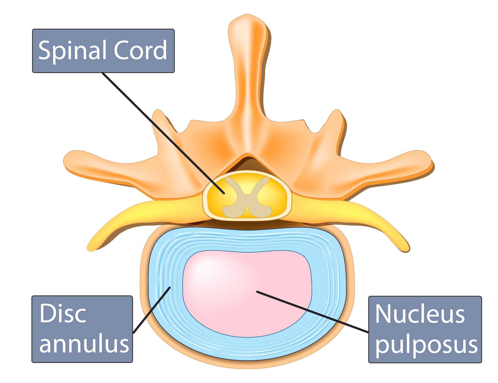Intervertebral Disc Anatomy